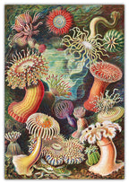 Haeckel’s Ocean Plants — Wooden Art Puzzle